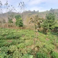 قطعهای از بهشت گیلان زمین ۱۰۰۰ متری در اطاقور|فروش زمین و ملک کلنگی|رشت, منظریه|دیوار