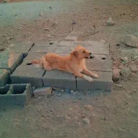 سگ پاکوتاه۹۰۰ ماده|سگ|هشتگرد, شهرک راه آهن|دیوار