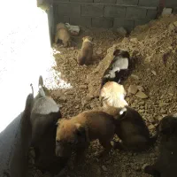 توله های بومی حسابی سالم ....|سگ|جعفرآباد, |دیوار