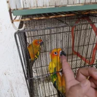 گرینچک اناناسی دبل اکستریم فول قرمز رزگاپ خورشیدی