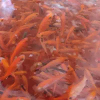 ماهی قرمز و تنگ عید