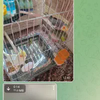 مولد عروس هلندی