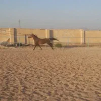 اسب مادیون کرد پر خون|اسب و تجهیزات اسب‌سواری|ساوه, |دیوار