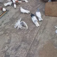 کبوتر کله موش