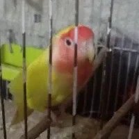 عروس هلندی جفت کتوله مولد