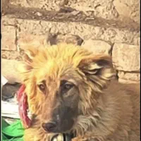 واگذاری یک قلاده سگ