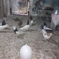 کبوتر رنگی|پرنده|اهواز, کیانشهر|دیوار