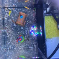 آکواریوم ماهی