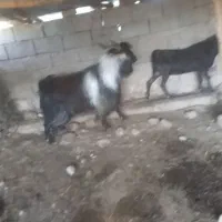ساورین جوان  دو وران چاق