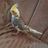 عروس نر و ماده