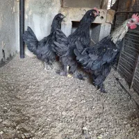 جوجه مرغ خروس رسمی