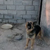 سگ ژرمن  ورک ماده