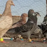 کفتر پولکی ماده جفتگاه|پرنده|مشهد, منزل آباد|دیوار