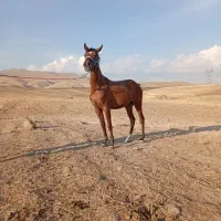 اسب تجهیزات