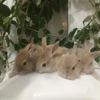 خرگوش لوپی
