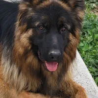 ژرمن.شولاین صددر صد خالص نر 2ساله