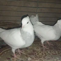 چند جفت طوقی