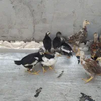 جوجه لری|حیوانات مزرعه|دزفول, |دیوار