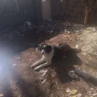 واگذاری سگ|سگ|قمصر, |دیوار