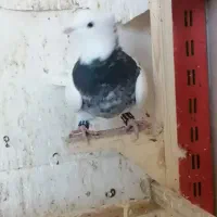 کبوتر رنگی وابلغ دم سفید