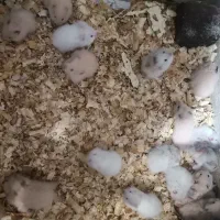 همستر نژاد سوری|موش و خرگوش|بابل, |دیوار