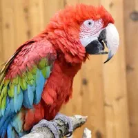 خرید فروش کاسکو ،ماکائو ، شاه طوطی و.. حتی تخم