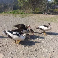 تخم غاز نطفه دارو اردک اسرائیلی|حیوانات مزرعه|سیمین شهر, |دیوار