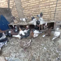 کبوتر