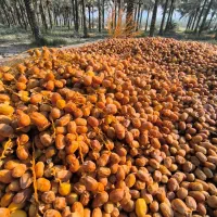 اجاره-زمین-تجاری-2500-متری-بلوار-فاز-3-عالیشهر