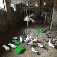 کبوتر فروش جمله