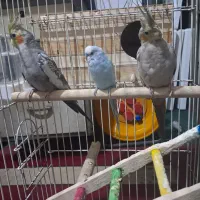 یه جفت عروس هلندی ویک عدد مرغ عشق|پرنده|تهران, زرگنده|دیوار