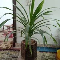 گل ذرتی و گل پاندانوس|گل و گیاه طبیعی|جهرم, |دیوار