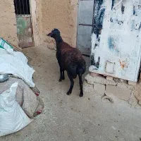 قوچ‌‌دو‌دندان‌قزل