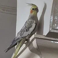 عروس هلندی سرحال