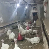 بوقلمون گوشتی