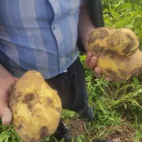 چند نفر برای سیب زمینی جمع کردن