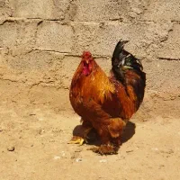 خروس‌برهما‌ی‌سالار