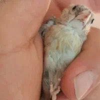 سهره جوجه چونه سفید|پرنده|محمدشهر, شهرک پیام (مهرالبرز)|دیوار