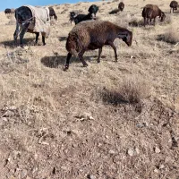 دوراس میش غزل افشار ابستن|حیوانات مزرعه|داران, |دیوار