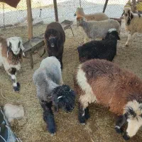 بره لری|حیوانات مزرعه|مسجد سلیمان, |دیوار