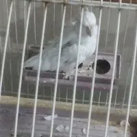 عروس،هلندی