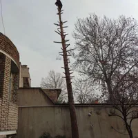 خریدچوب وریشه در حیاط باغ|خدمات باغبانی و درختکاری|ارومیه, |دیوار