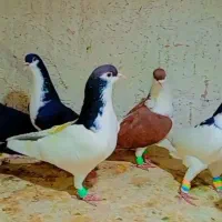 کبوتر ساده خال پرشی