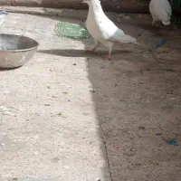 کبوتر|پرنده|مسجد سلیمان, |دیوار