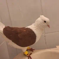 جفت دوکت نروماده عتیغه