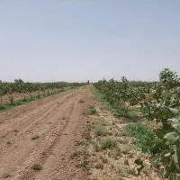 باغ پسته در نزدیک قم|فروش زمین و ملک کلنگی|قم, نخودی|دیوار