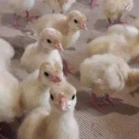 جوجه بوقلمون سنگین وزن