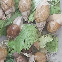 حلزون اچاتینا