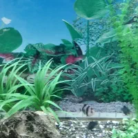 ماهی تایگربارب،گرین بارب،شارک دم قرمز،لوچ پاکستانی