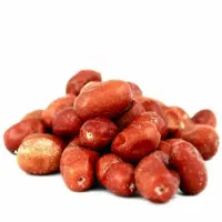 پیشفروش نهال سنجد حاج حسین